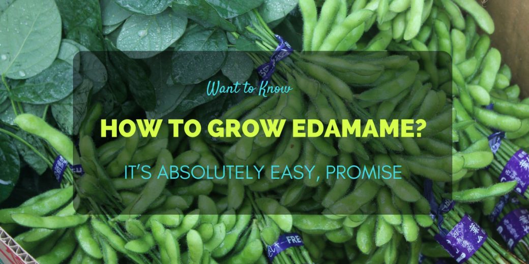 Want to Know How to Grow Edamame? It’s Absolutely Easy, Promise