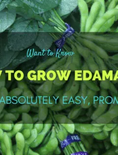 How to Grow Edamame