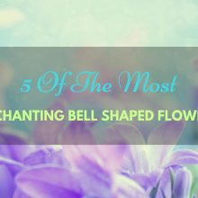 enchanting-bell-shaped