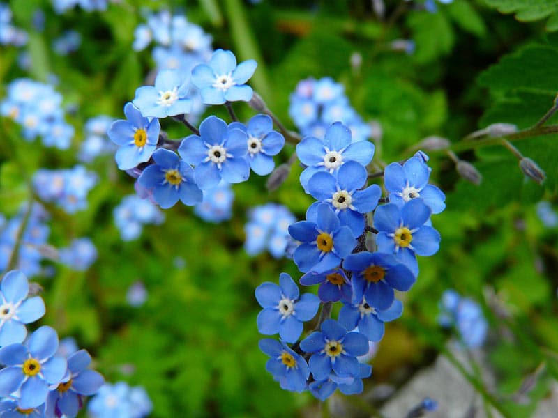 Forget Me Not - Flowers That Start With F