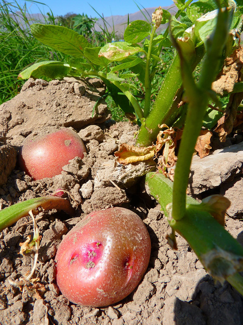 How Long Does It Take To Grow Potatoes