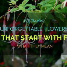 Flowers-start-with-F