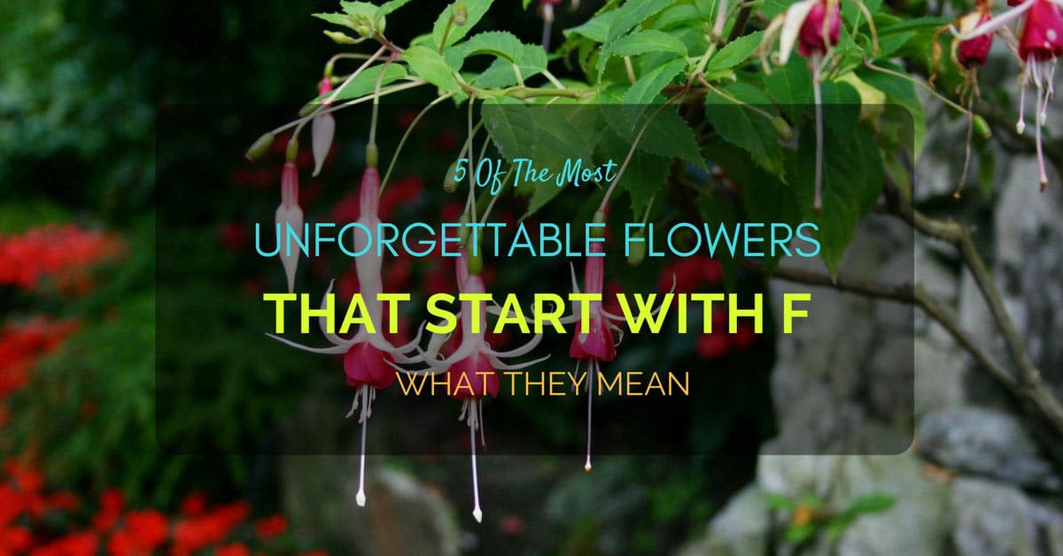 Flowers start with F