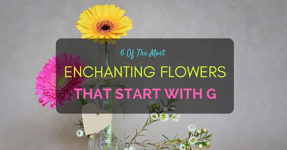 Flowers start with G 3