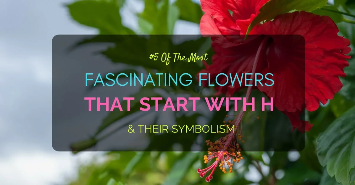 Flowers start with H