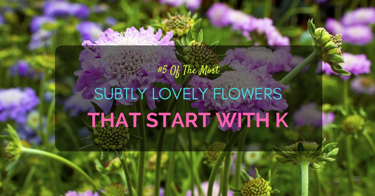5 Of The Most Subtly Lovely Flowers That Start With K