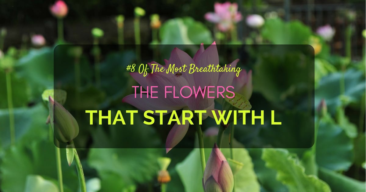 Flowers start with L