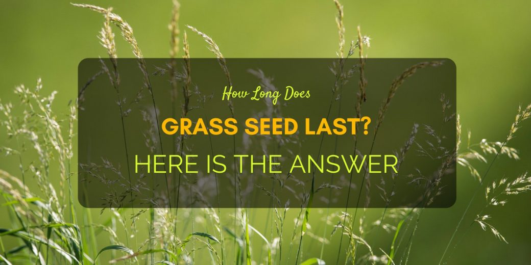 Grass-Seed