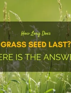 How Long Does Grass Seed Last