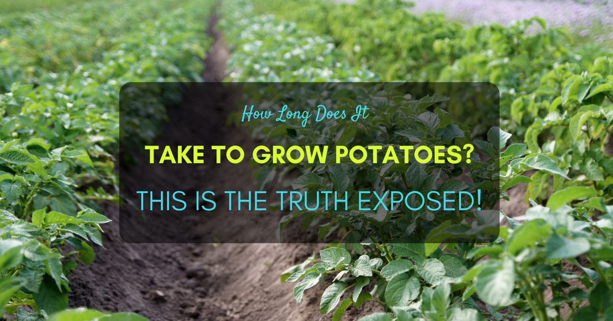 How Long Does It Take To Grow Potatoes? This is The Truth ...