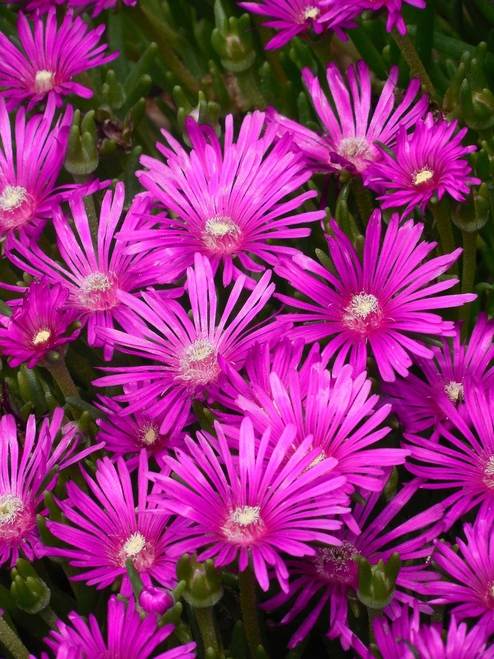 Flowers That Start With I