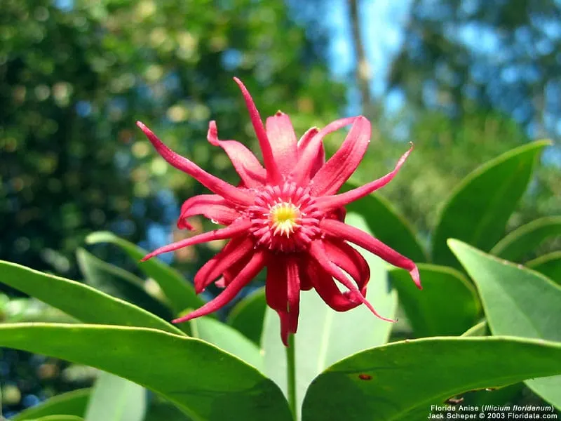 Illicium - Flowers That Start With I