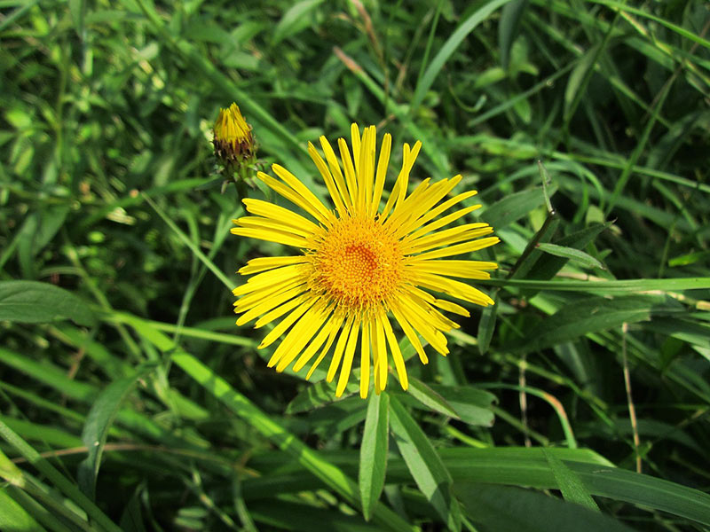 Flowers That Start With I
