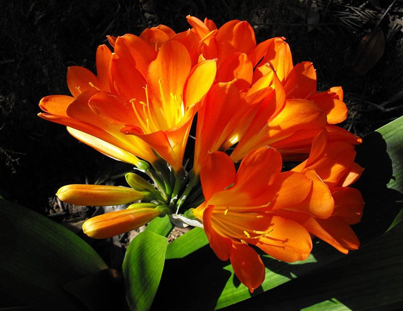 Kaffir Lily - Flowers That Start With K