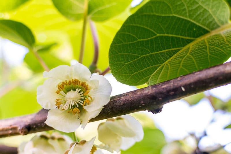 Kiwifruit flower - Flowers That Start With K