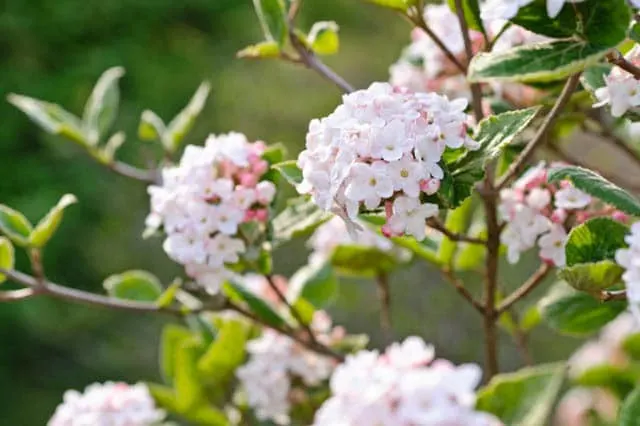 Koreanspice - Flowers That Start With K