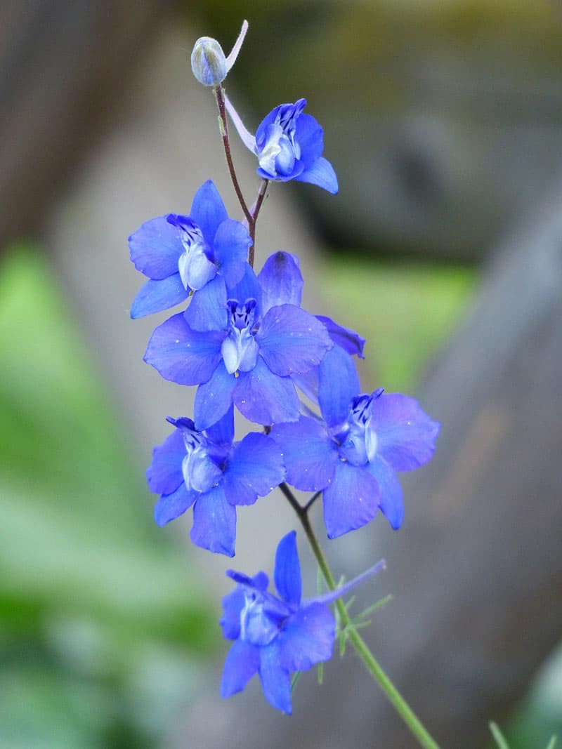 Larkspur - Flowers That Start With L