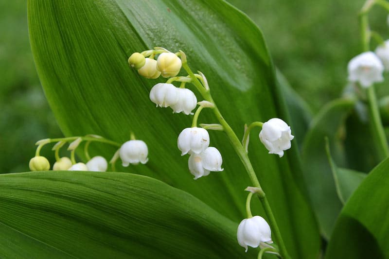 Lily of the Valley - Flowers That Start With L