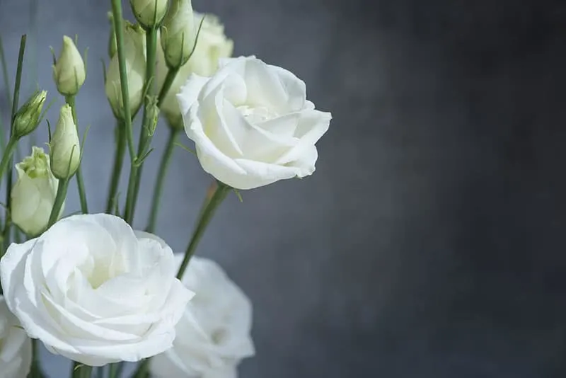 Lisianthus - Flowers That Start With L