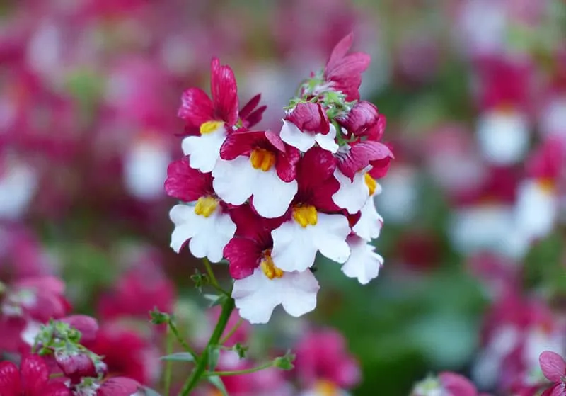 Nemesia - Flowers That Start With N