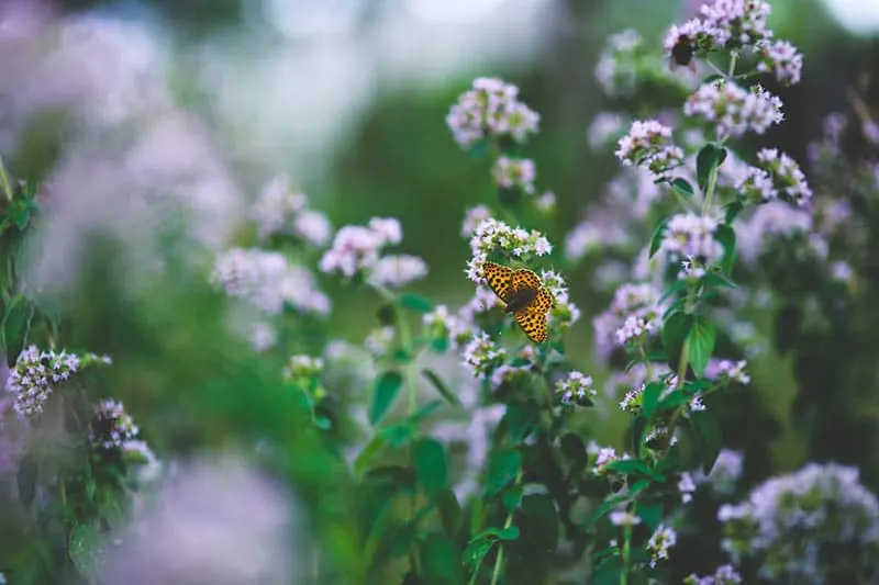 Oregano - Flowers That Start With O