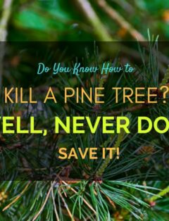 How to Kill a Pine Tree