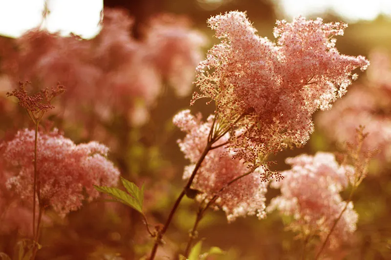 Queen of the Prairie - Flowers That Start With Q