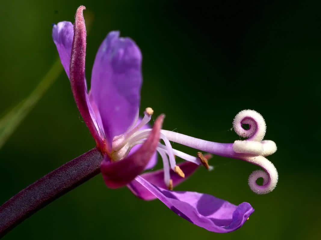 Rosebay Willowherb - Flowers That Start With R