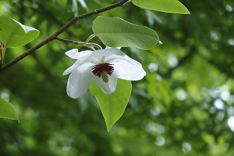 Umbrella Magnolia - Flowers That Start With U
