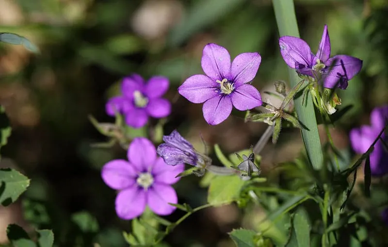 Venus-looking-glass - Flowers That Start With V