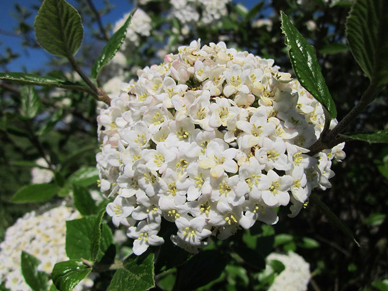 Flowers That Start With V