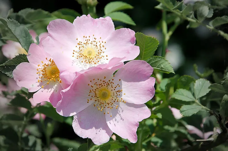 Wild Rose - Flowers That Start With W