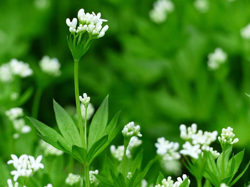 Woodruff - Flowers That Start With W