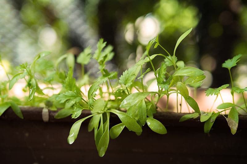 how to grow cilantro indoors from seed