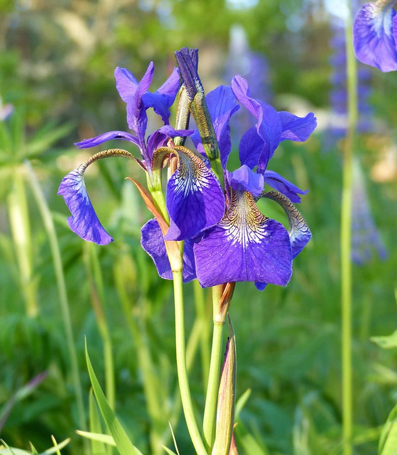 Iris - Flowers That Start With I