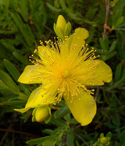 Kalm St. Johns Wort - Flowers That Start With K