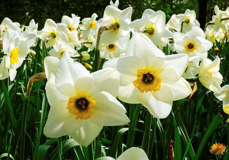 Flowers That Start With N