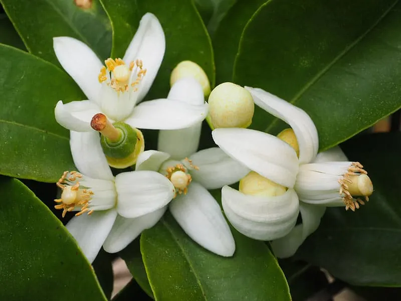 Orange Blossoms - Flowers That Start With O