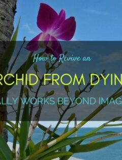 How to Revive an Orchid from Dying