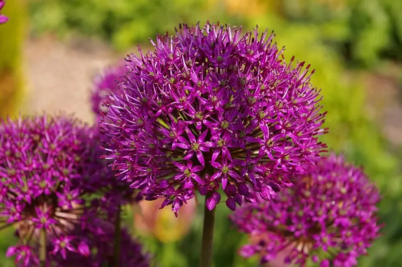 Ornamental Onion - Flowers That Start With O