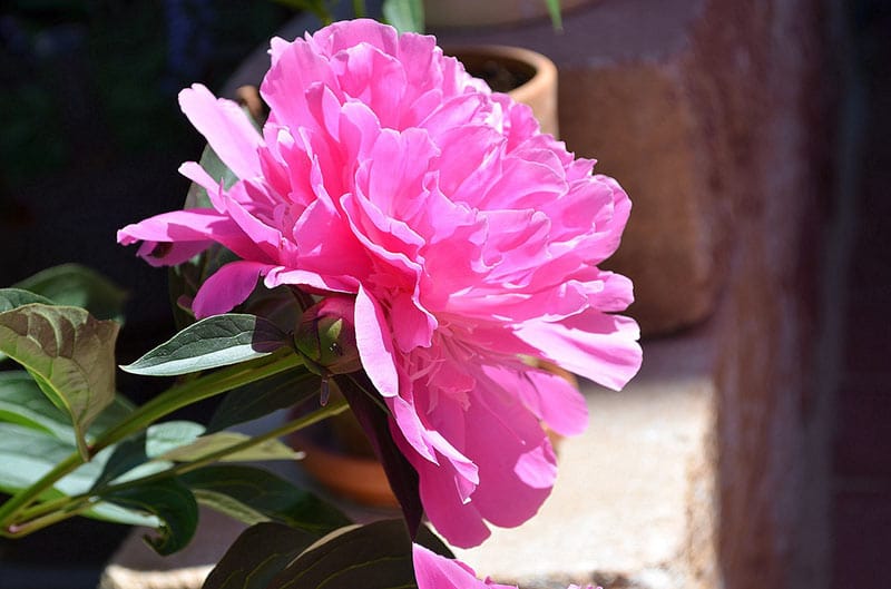 Peony - Flowers That Start With P