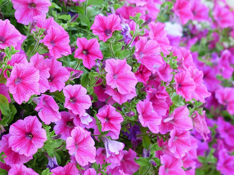 Flowers That Start With P