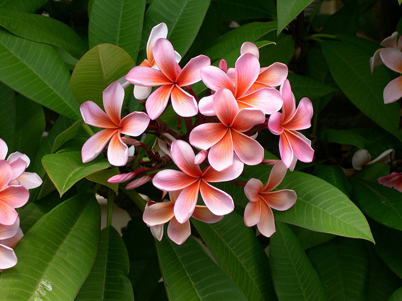 Plumeria - Flowers That Start With P
