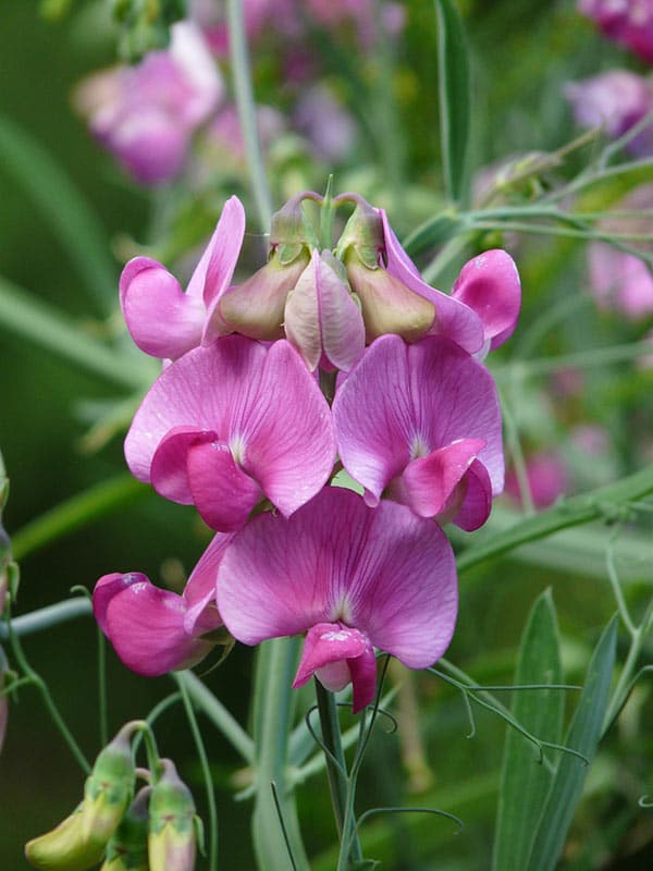 Vetch - Flowers That Start With V
