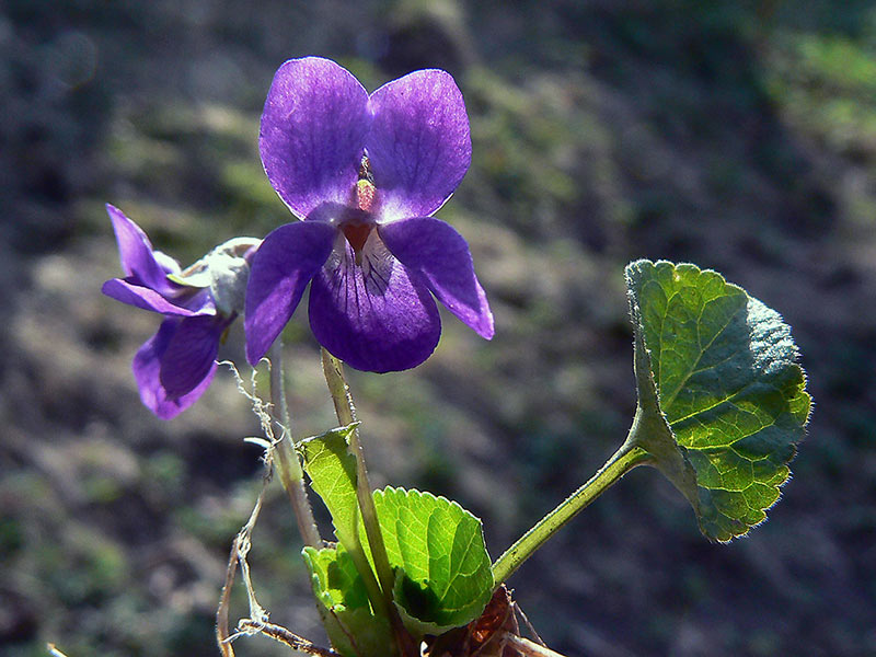 Violet - Flowers That Start With V