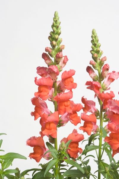Snapdragon - Coral Flowers