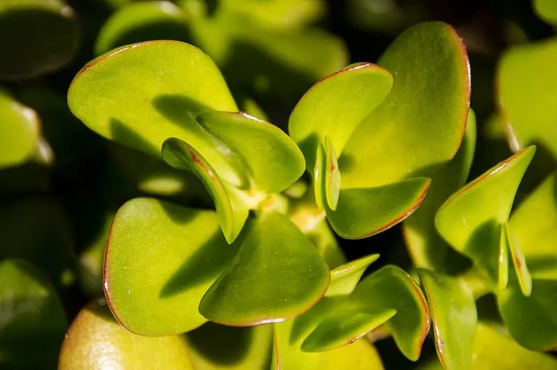 Jade Flower