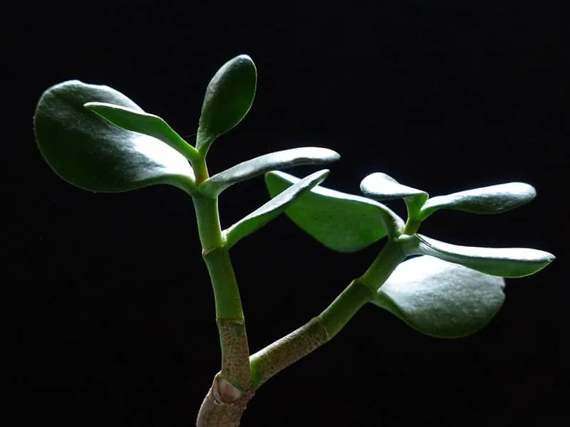 Jade Flower