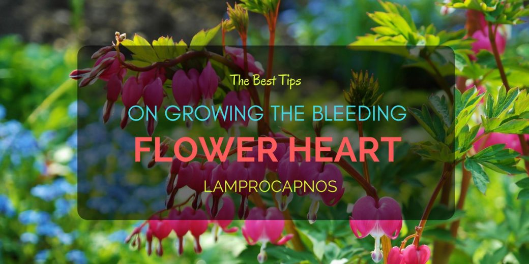 Flower-Heart-Lamprocapnos