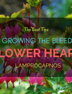 Flower Heart Lamprocapnos